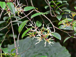 Image of Anodendron benthamianum Hemsl.