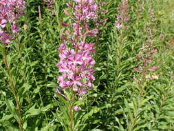 Image of Narrow-Leaf Fireweed