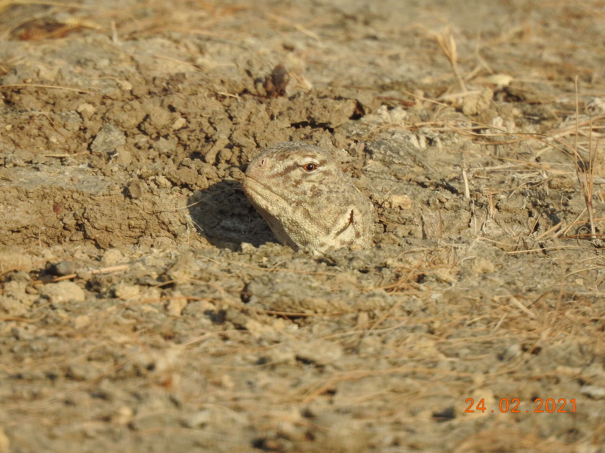 Image of Hardwick's spiny-tailed lizard