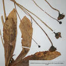 Image of Hypochaeris maculata subsp. maculata
