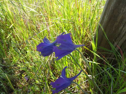 Image of royal larkspur