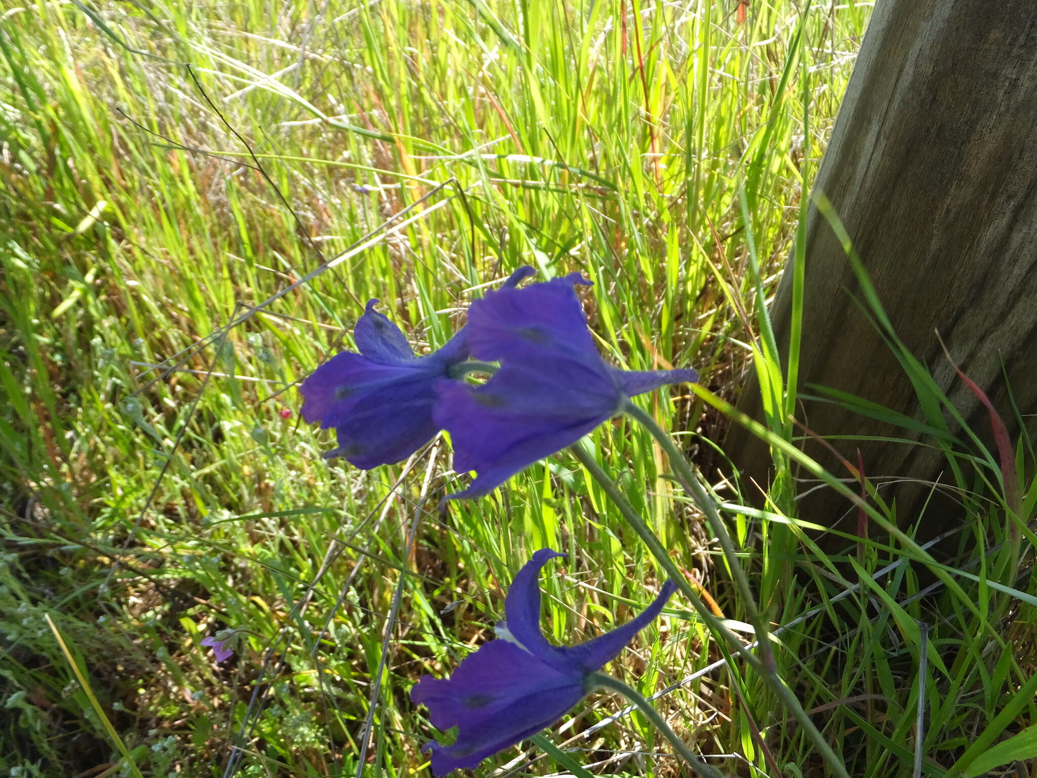 Image of royal larkspur