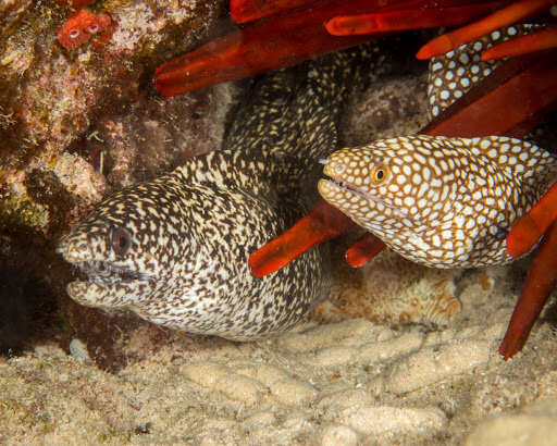 Image of Abbott's moray eel