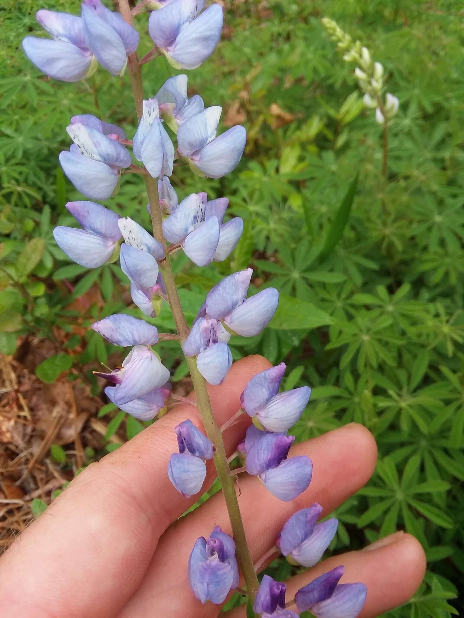 صورة Lupinus perennis subsp. gracilis (Nutt.) D. B. Dunn