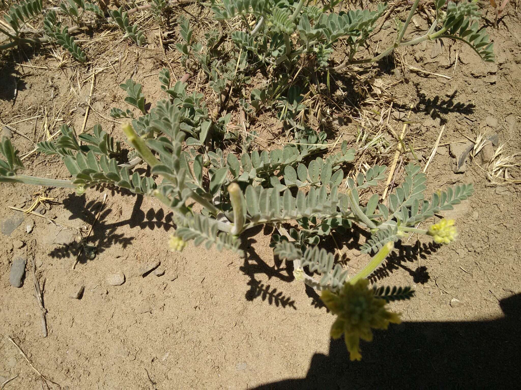 Image of Gibbs' milkvetch