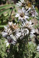 Image of Berkheya purpurea (DC.) Benth. & Hook. fil. ex Mast.