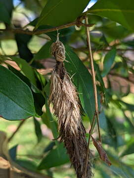 Image of Metura aristocosma (Lower 1908) Beaver 2020