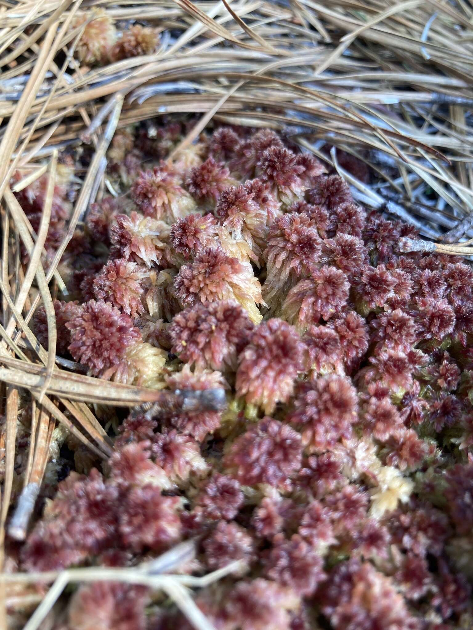 Image of sphagnum