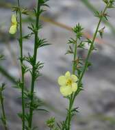 Sivun Verbascum orientale (L.) All. kuva