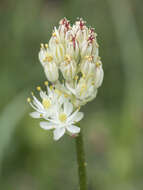 Image of western false asphodel