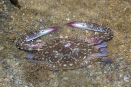 Image of Pacific blue swimming crab