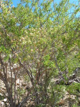 Image of Nahuatlea arborescens (Brandegee) V. A. Funk