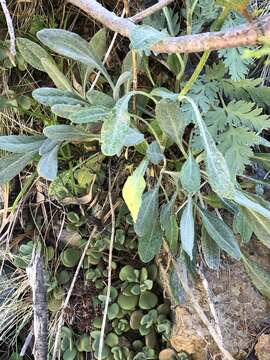 Image of Siskiyou Mountain Groundsel