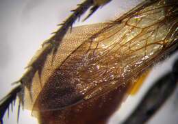 Image of Palmodes melanarius (Mocsáry 1883)