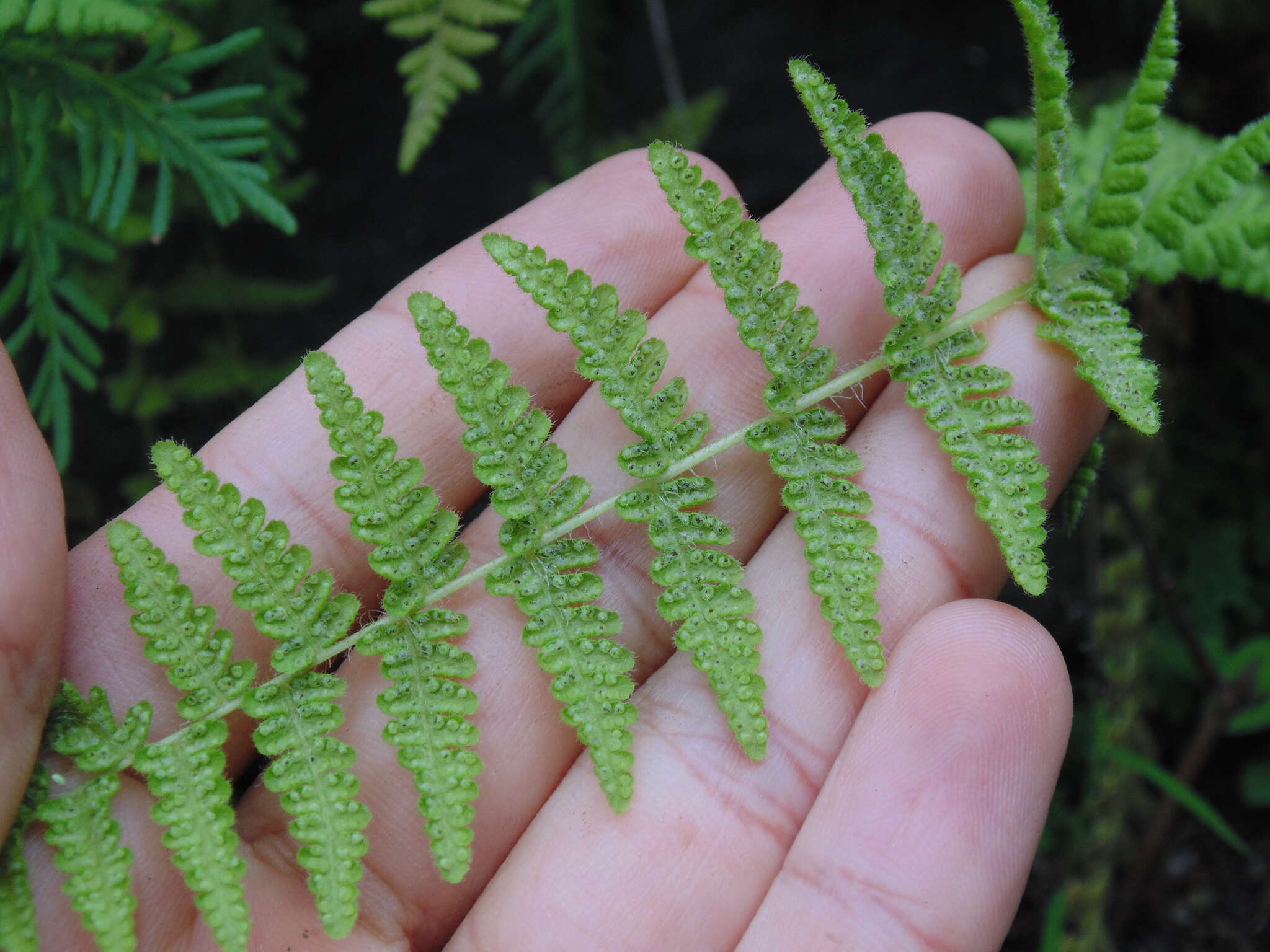 Image of Woodsia mollis (Kaulf.) J. Sm.