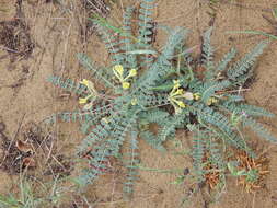 Imagem de Astragalus longipetalus Chater