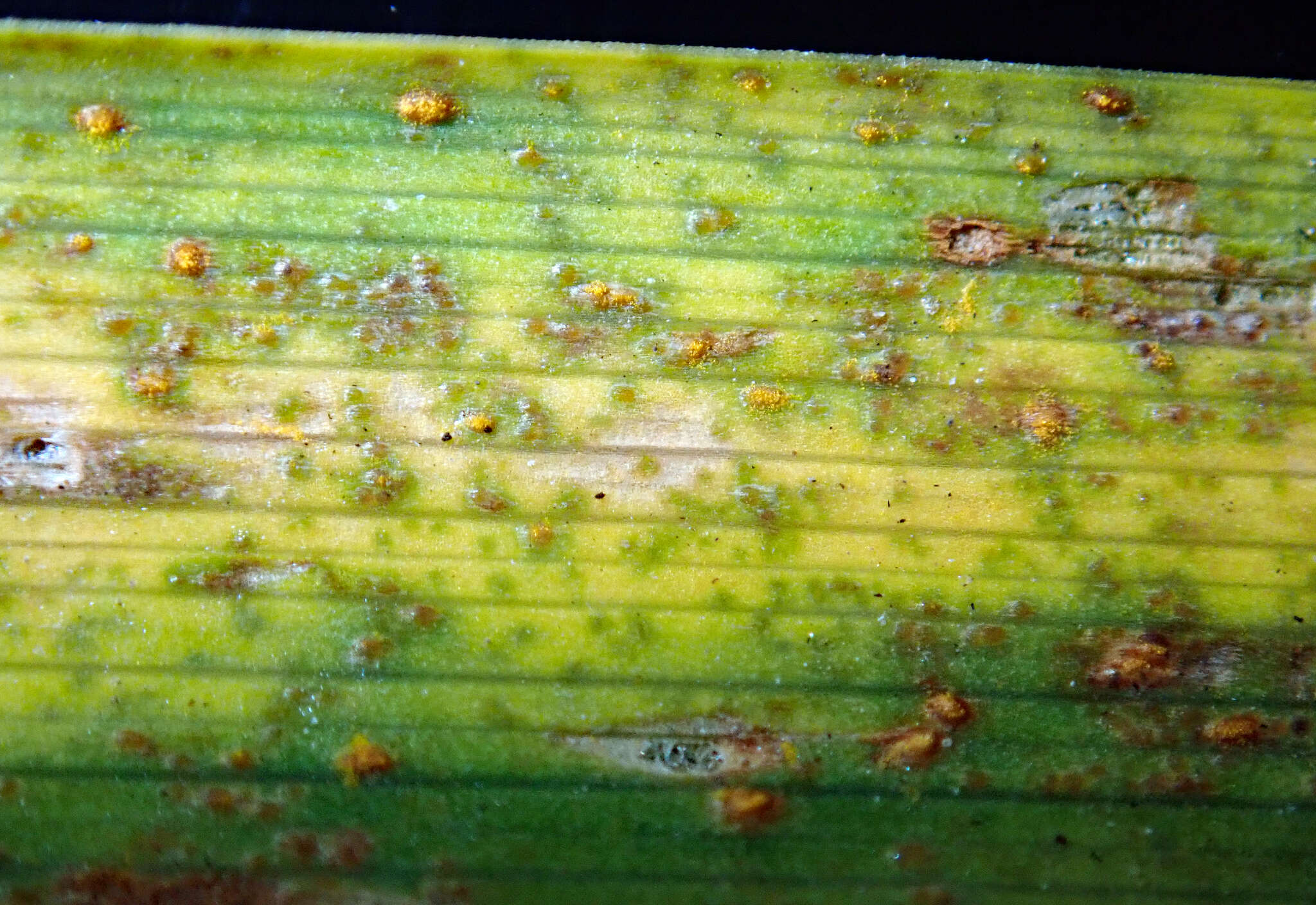 Image de Puccinia hemerocallidis Thüm. 1880