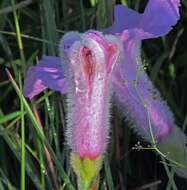 Image of Ipomoea descolei O'Donell