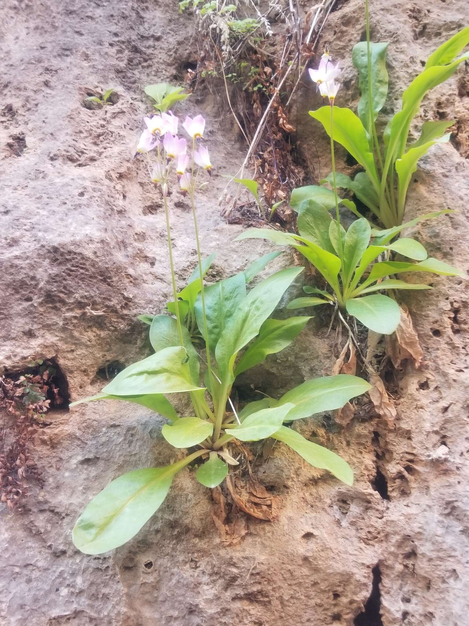 Plancia ëd Dodecatheon pulchellum var. zionense (Eastw.) S. L. Welsh