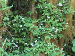 Image of Deutzia taiwanensis (Maxim.) C. K. Schneid.