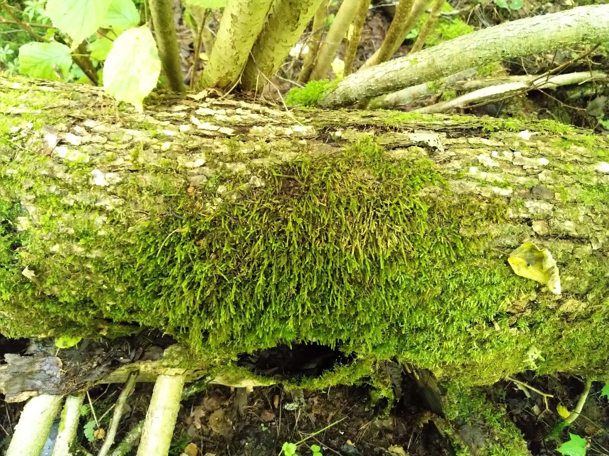 Image of rambling tail-moss