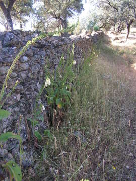 Image of Digitalis mariana subsp. heywoodii (Pinto da Silva & Silva) P. A. Hinz