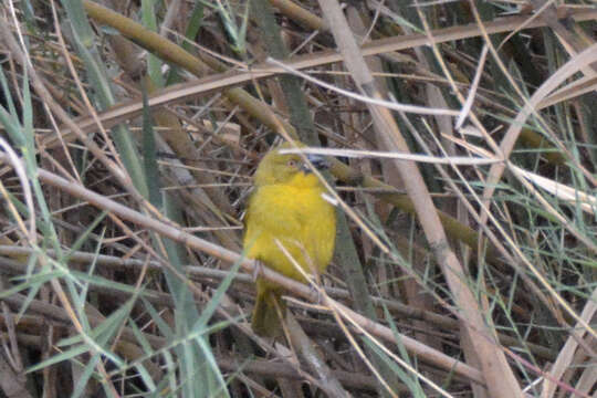 Image of African Golden Weaver