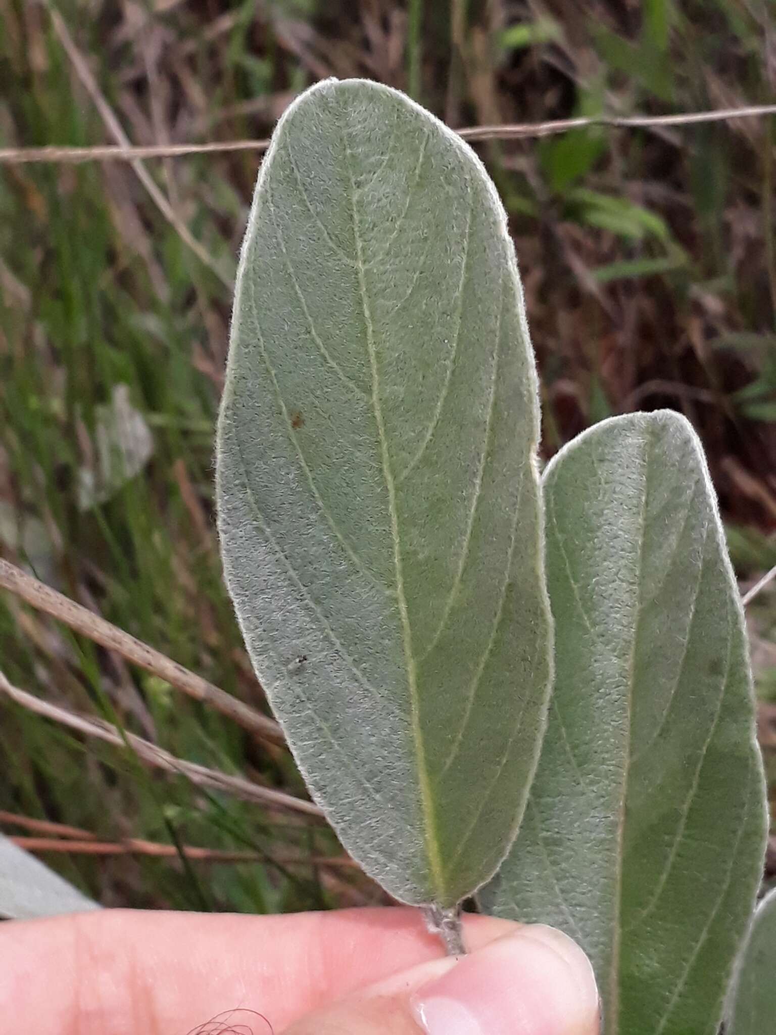 Imagem de Galactia grewiifolia (Benth.) Taub.