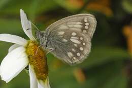 Coenonympha sunbecca Eversmann 1843的圖片