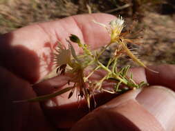 Image of large clammyweed