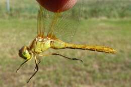 Image of Saffron-winged Meadowhawk