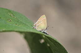 Image of Callophrys xami xami