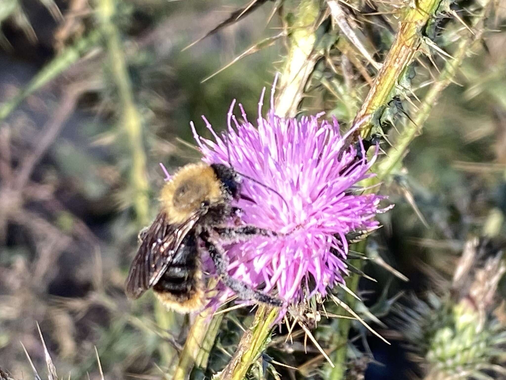 Imagem de Bombus bellicosus Smith 1879