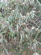 Image of Eucalyptus cephalocarpa Blakely