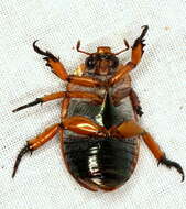 Image of Copper Crown Beetle