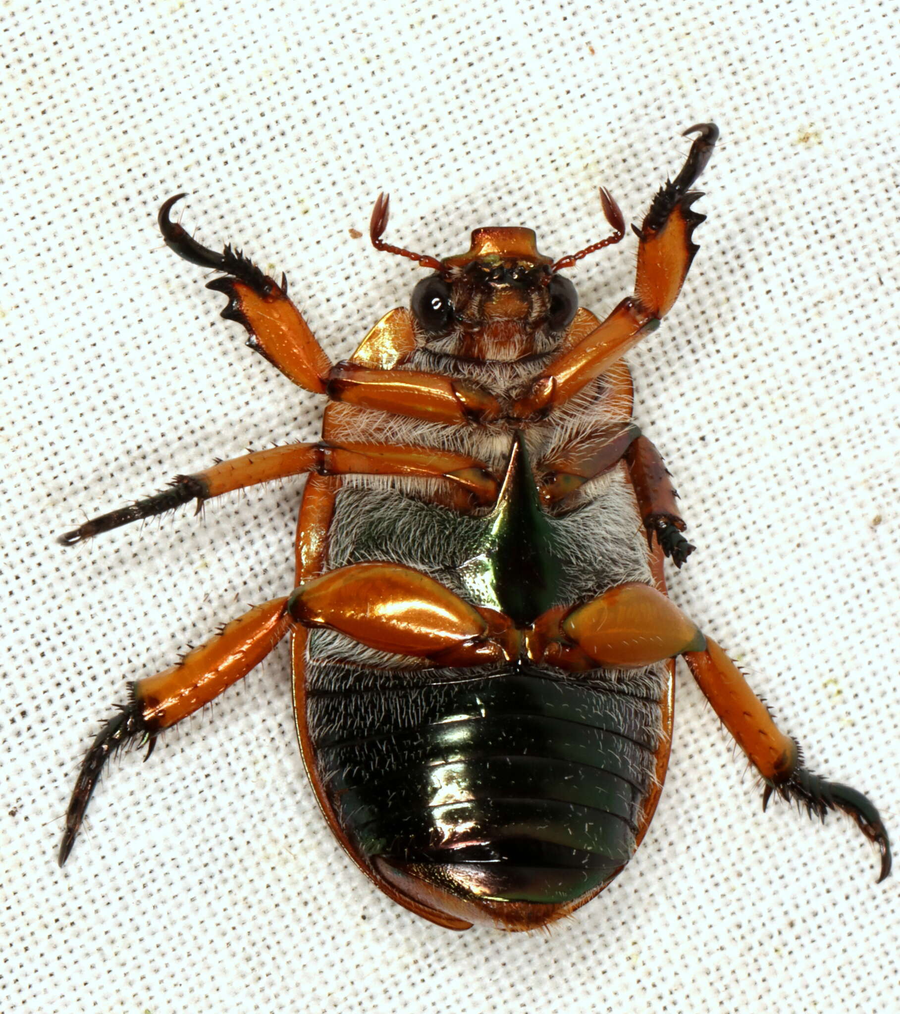 Image of Copper Crown Beetle