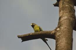 Image of Plum-headed Parakeet