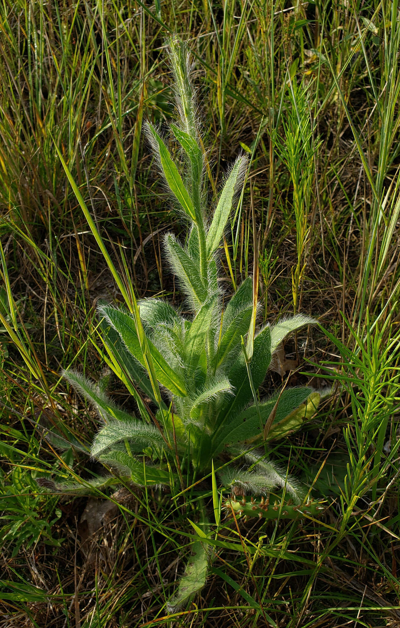 Image of hairy hawkweed