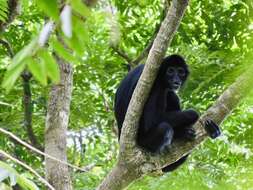 Image of Black-headed Spider Monkey