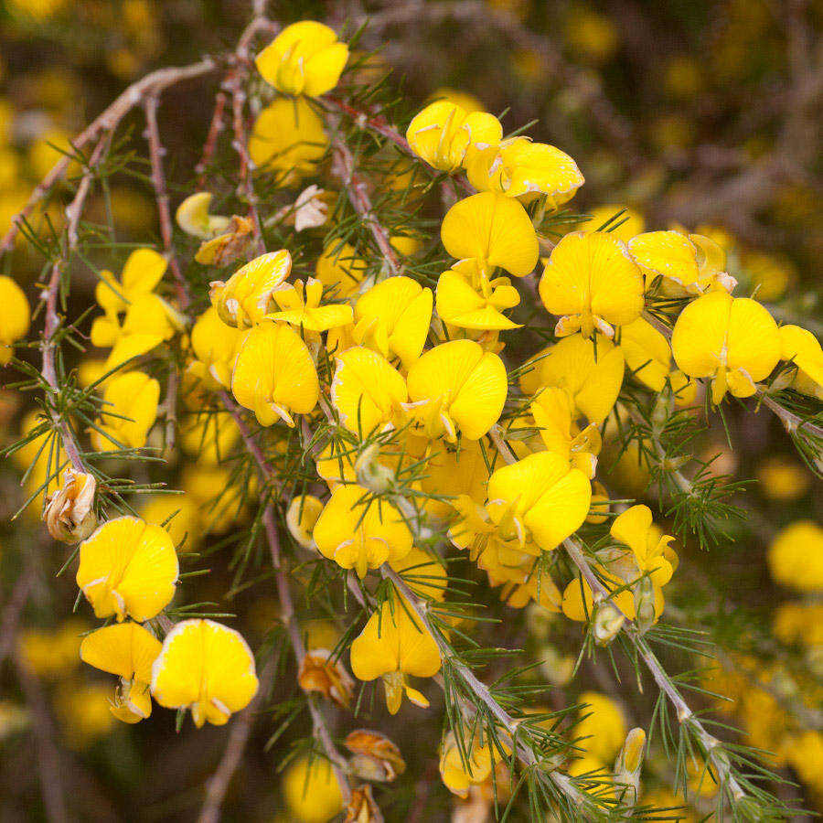 صورة Aspalathus uniflora subsp. willdenowiana (Benth.) R. Dahlgren