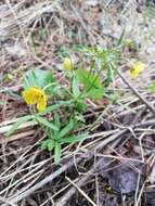 Image of Ranunculus monophyllus Ovcz.