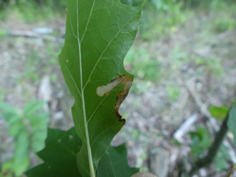 Image of Stigmella quercipulchella (Chambers ex Hayden 1882) Wilkinson et al. 1979