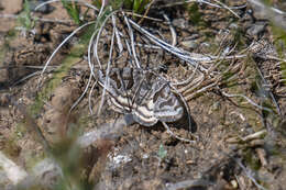 Image of Banded Grass-moth