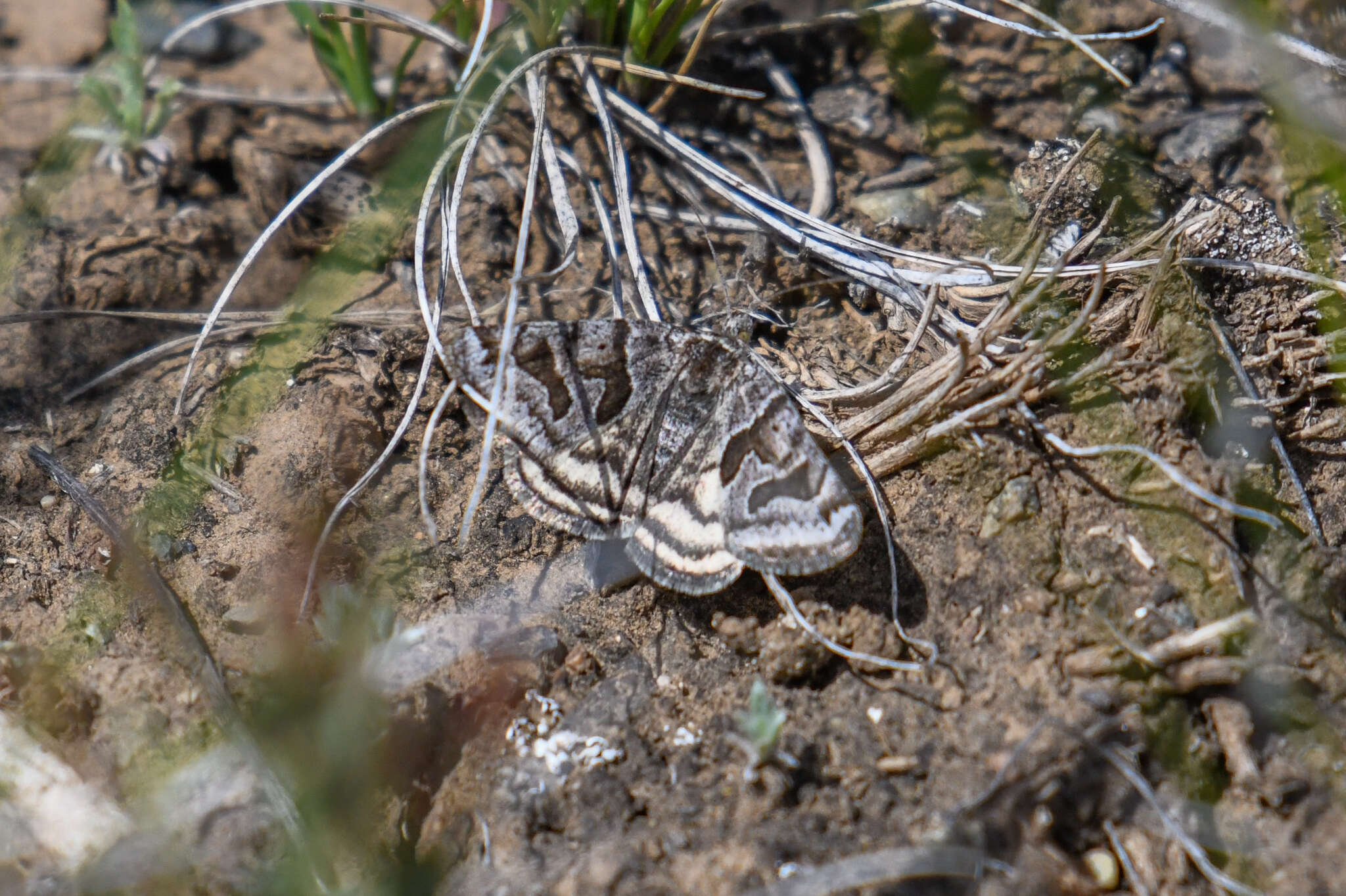 Image of Banded Grass-moth