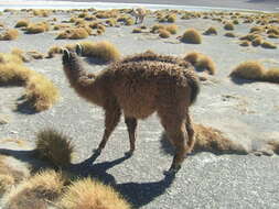 Image of llama