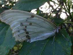 Imagem de Morpho polyphemus Westwood (1850)