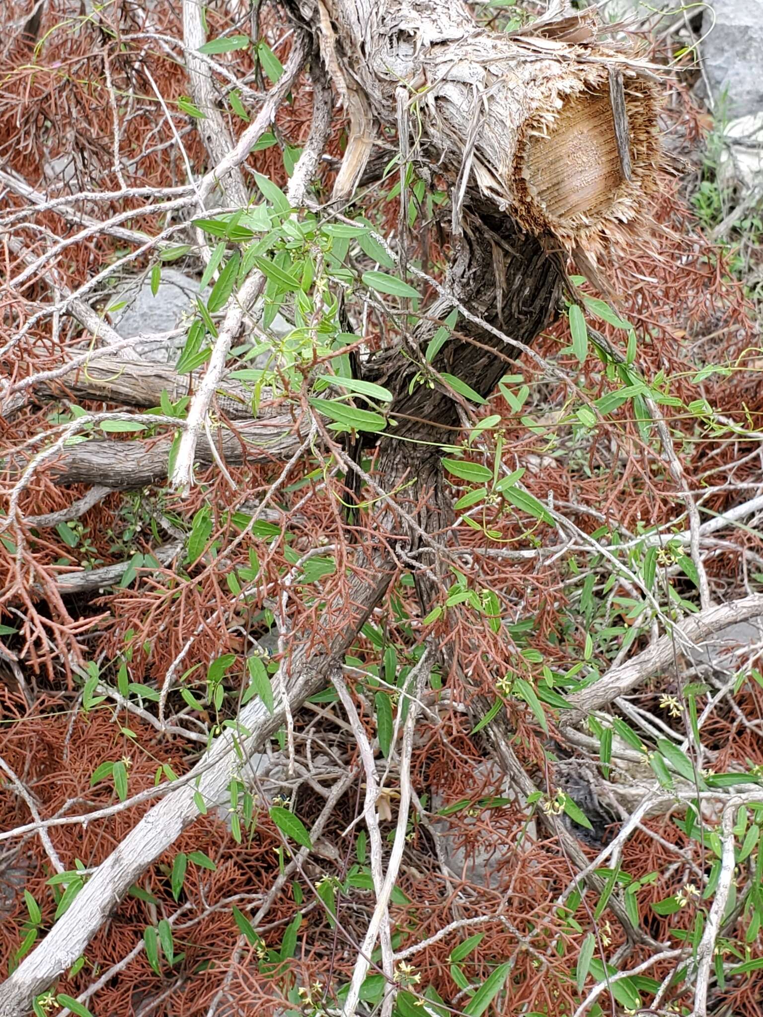 Cynanchum maccartii Shinners的圖片