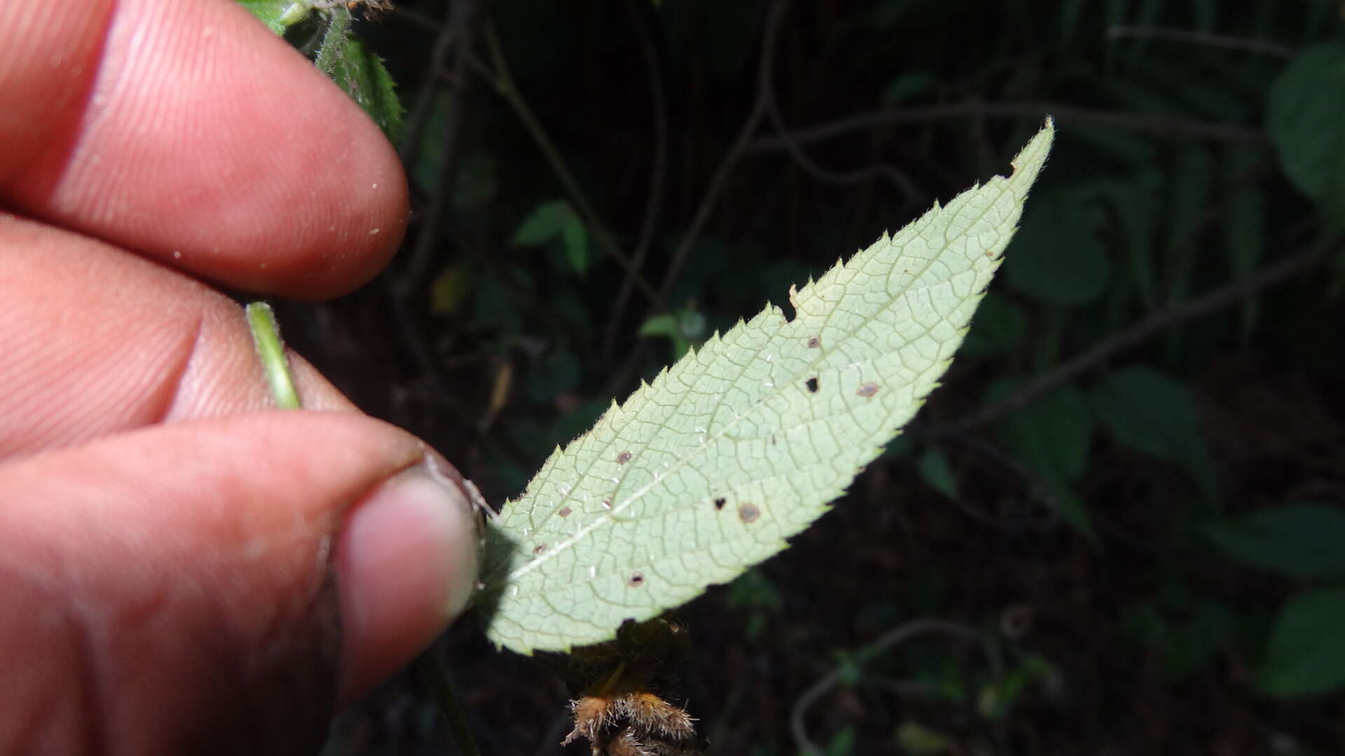 Image of Tragia involucrata L.