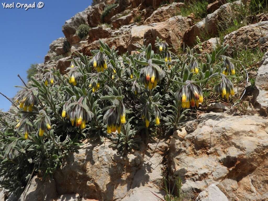 Imagem de Onosma frutescens Lam.