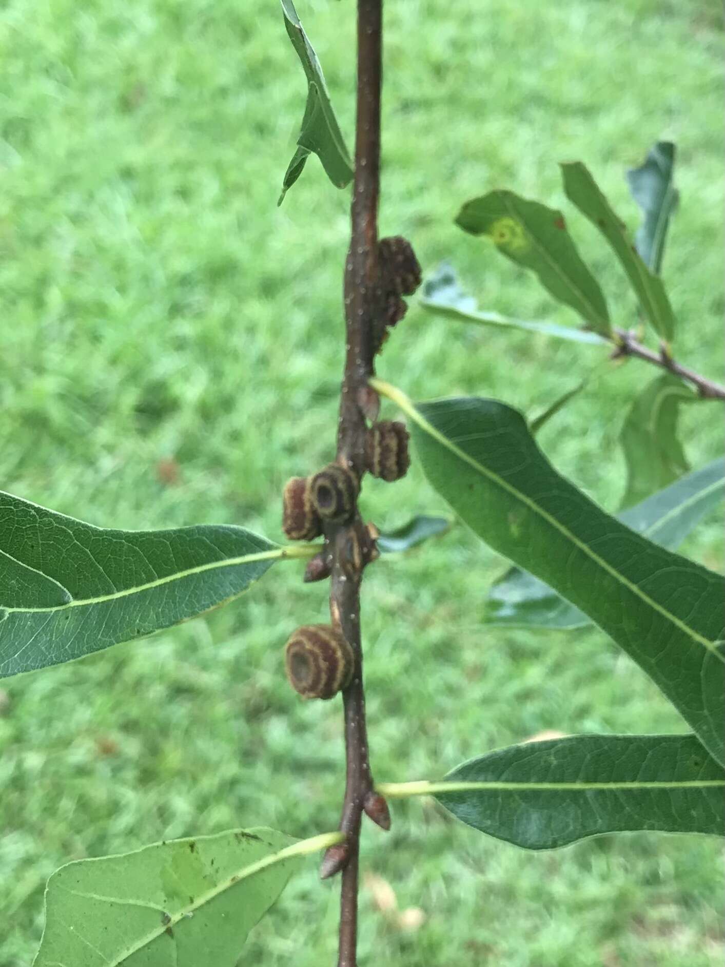 Image de Kokkocynips difficilis (Ashmead 1887) Nieves-Aldrey, Nicholls, Tang, Melika, Stone, Pujade-Villar, Buffington, Maldonado & Medianero 2021